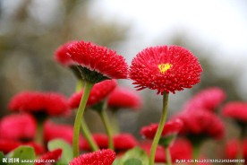 雏菊 高清图片