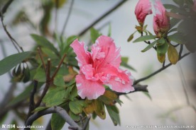 粉红小花