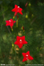 五角星花