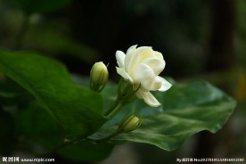 茉莉