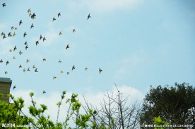 蓝天飞鸽 太空翱翔