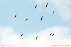 蓝天飞鸽 天空飞翔
