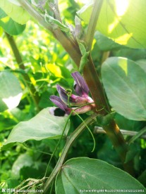胡豆花
