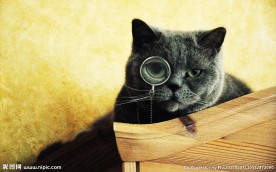 戴眼镜的猫