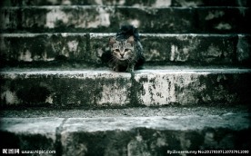 台阶上的小猫
