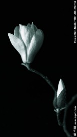 玉兰花