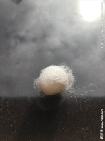 蚕茧