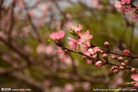春天桃花盛开图片