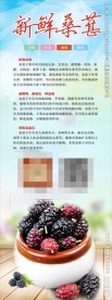 新鲜桑葚
