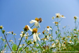 小野花