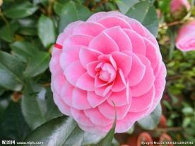 茶花