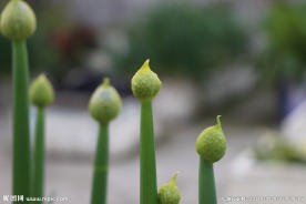 葱