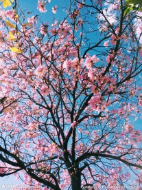樱花树