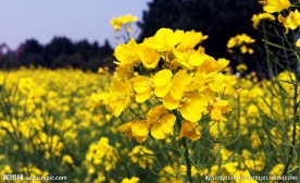 油菜花