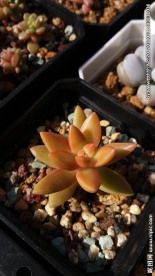 多肉植物铭月