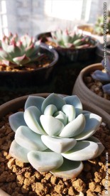多肉植物冰玉