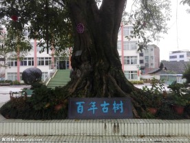 百年古树