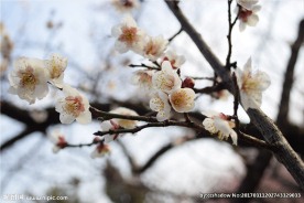 梅花