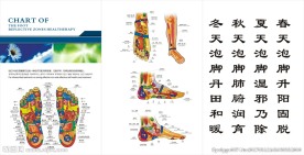 足部穴位对应内脏图