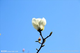 白玉兰