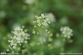 春天田野白色小花