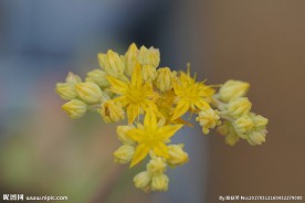 多肉植物花朵