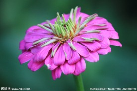 红色菊花
