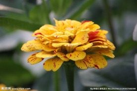 黄色菊花