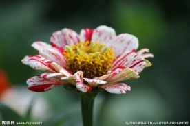 野外的菊花