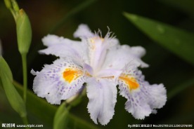 水仙花