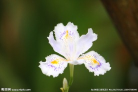 水仙花花朵