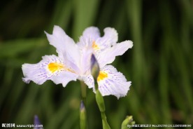 鸢尾水仙花