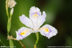 水仙花