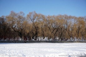 蓝天 柳树 雪地
