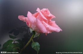 花图片
