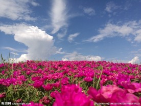 银桥花海