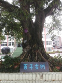 古树