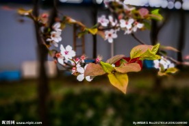 桃花摄影