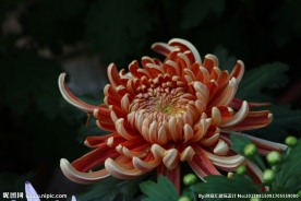 美丽的菊花