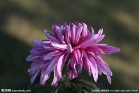红色菊花