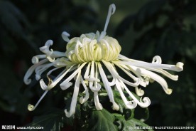 菊花