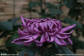 紫色菊花