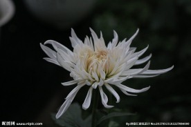 白色菊花