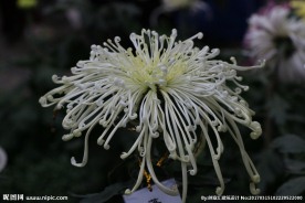 菊花