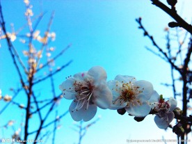 白梅花