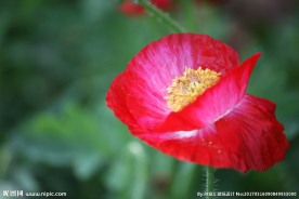鲜花