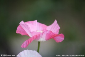 虞美人鲜花