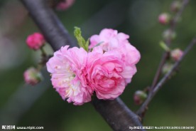 李花
