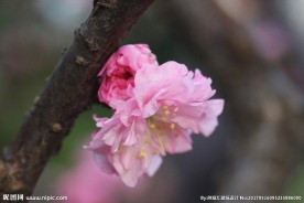 桃李花