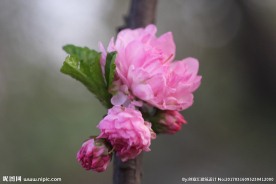 桃李花